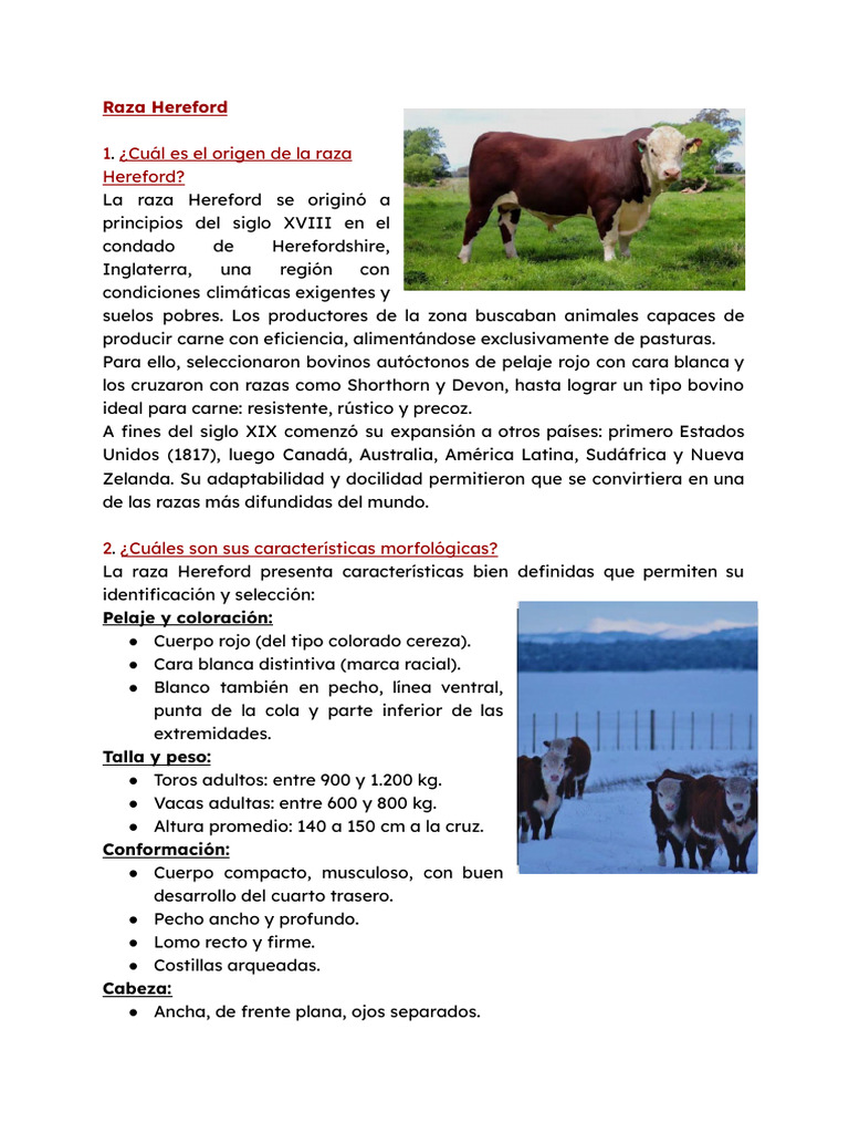 Origen y características de la raza Hereford | PDF | Vacas | Carne