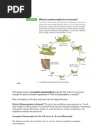Drosophila Life Cycle and Larval Stages | PDF | Pupa | Fly