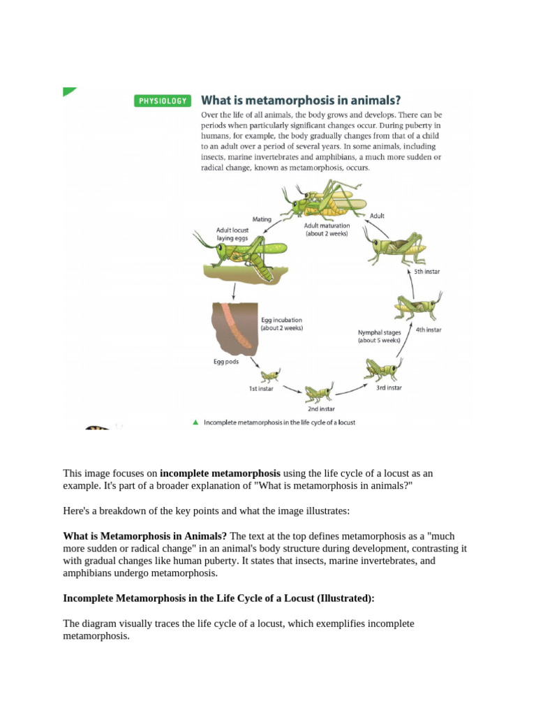Locust Life Cycle: Incomplete Metamorphosis | PDF | Pupa | Butterfly