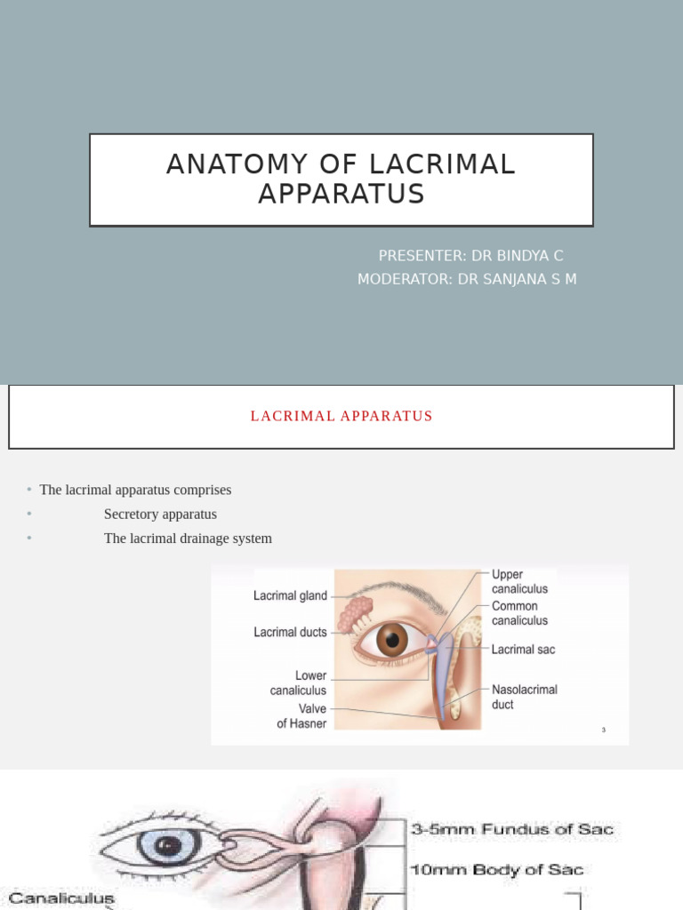 Anatomy of the Lacrimal Apparatus | PDF | Human Head And Neck | Human ...