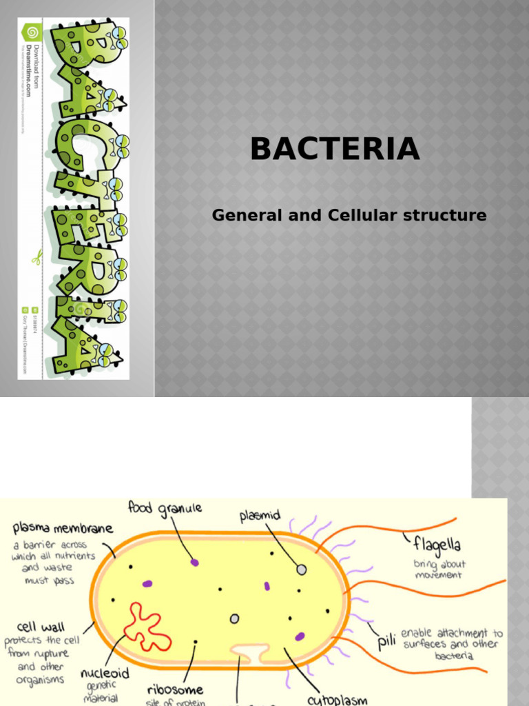 Structure and Morphology of Bacteria | PDF | Cell (Biology) | Bacteria