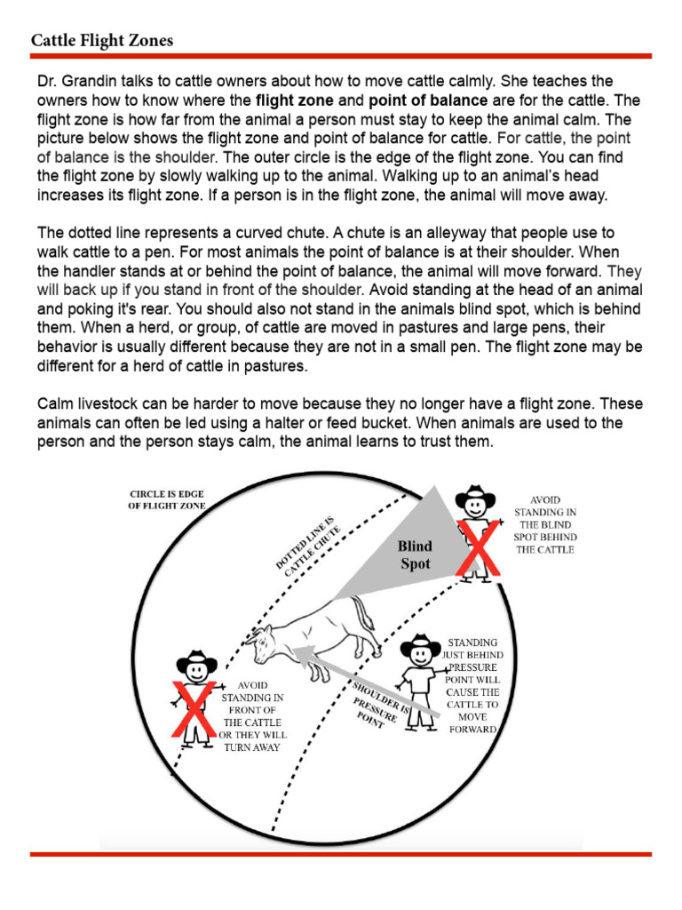 Understanding Cattle Flight Zones | PDF
