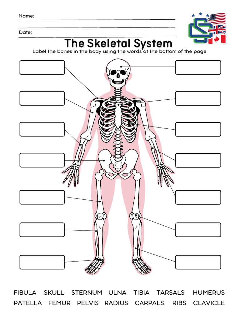 Skeletal System Worksheet in Colorful Simple Style | PDF