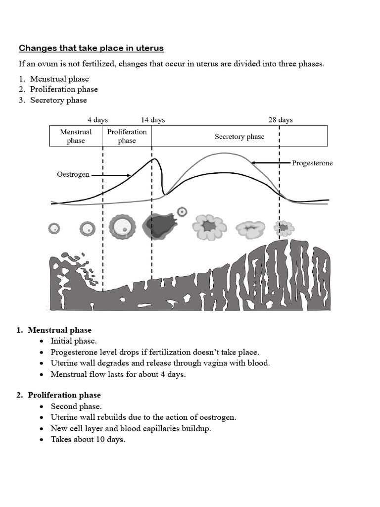 Uterine Changes and Fertilization Process | PDF | Menstrual Cycle | Uterus