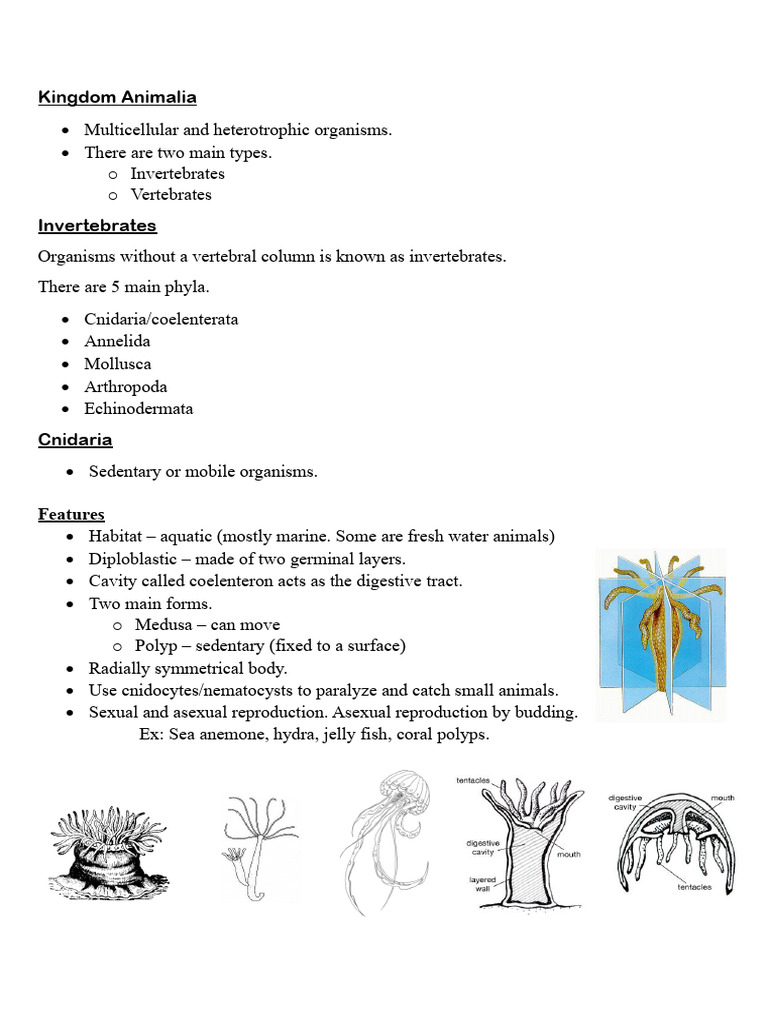 Overview of Animal Kingdom Phyla | PDF | Invertebrate | Mollusca