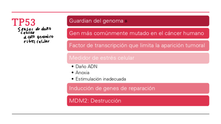 TP53: Guardián del Genoma y Cáncer | PDF