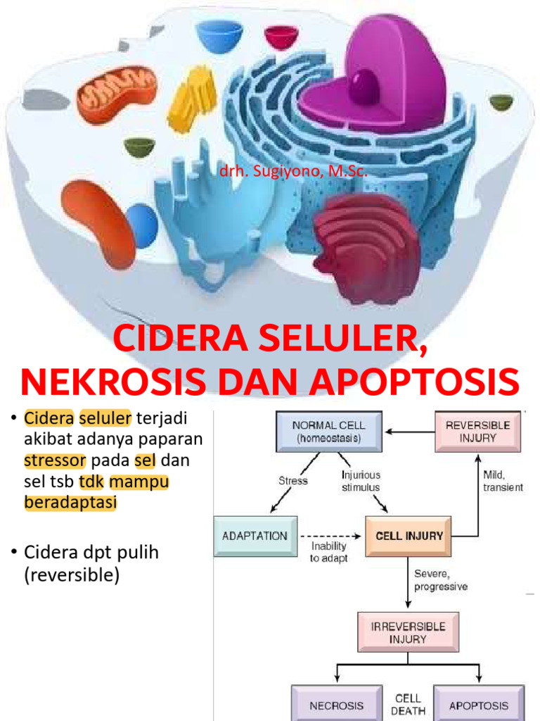 Cidera Seluler: Nekrosis dan Apoptosis | PDF