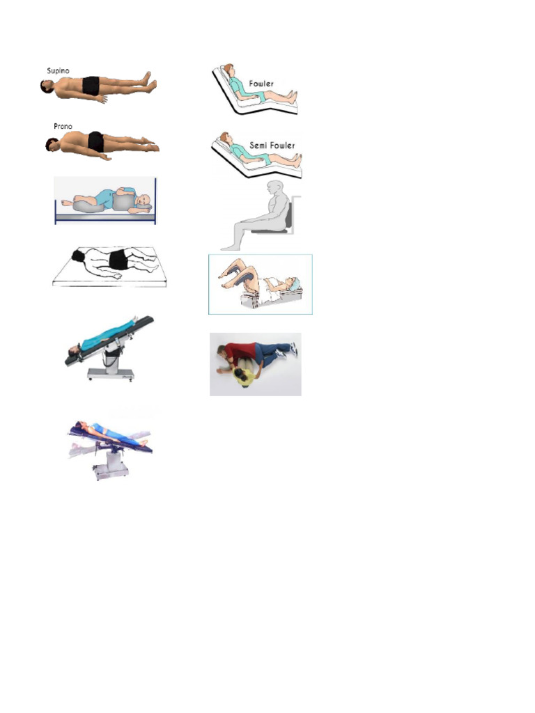 Anatomia | PDF