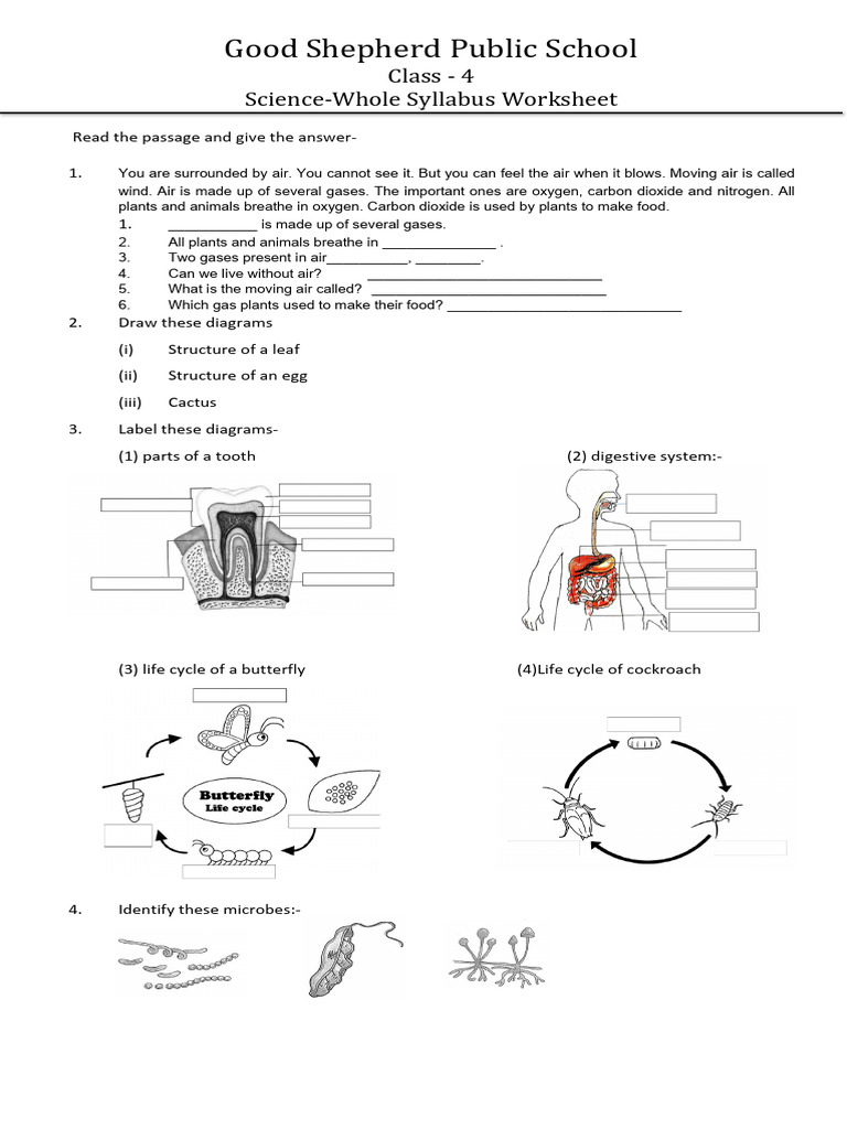Class 4 Science Worksheet: Air & Life Cycles | PDF | Foods | Plants