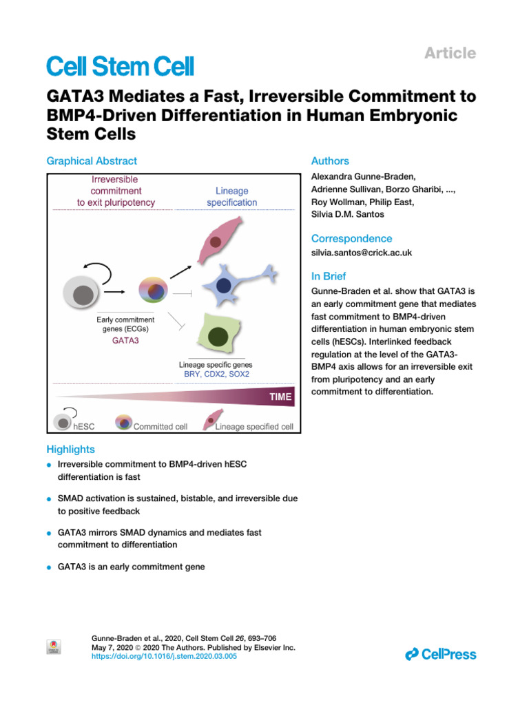 GATA3's Role in BMP4-Driven hESC Differentiation | PDF | Cellular ...