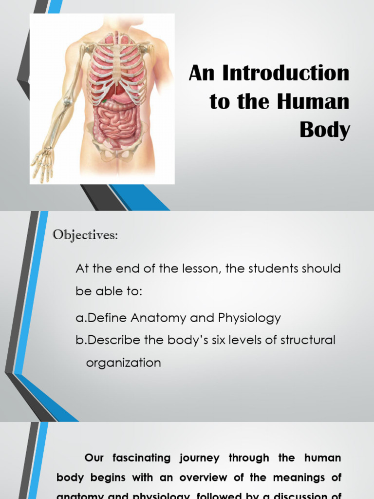 Anatomy and Physiology Overview | PDF | Abdomen | Homeostasis