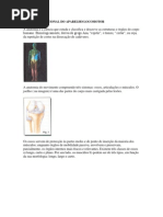 Anatomia Funcional Do Aparelho Locomotor