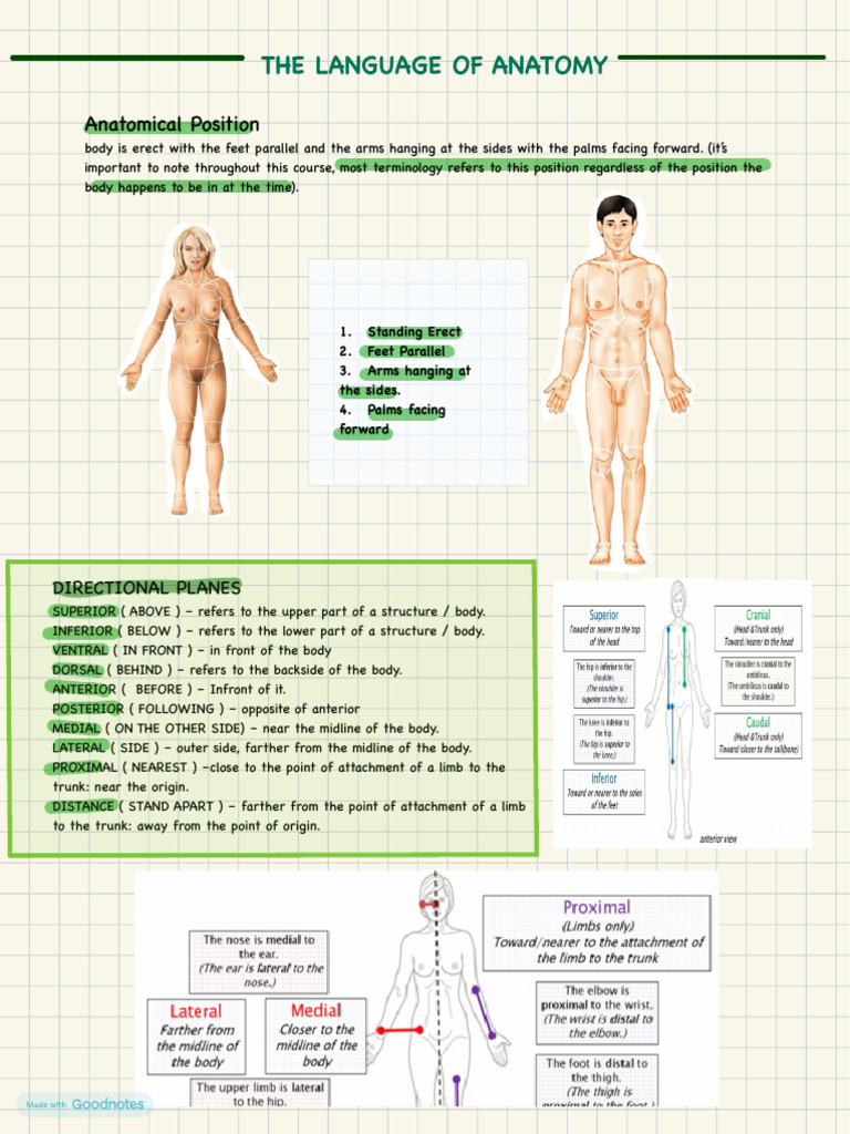 Anatomical Position and Directional Terms | PDF | Anatomical Terms Of ...