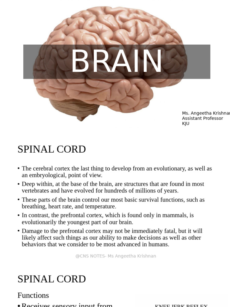 Brain and Spinal Cord Anatomy Overview | PDF | Cerebral Cortex | Basal ...