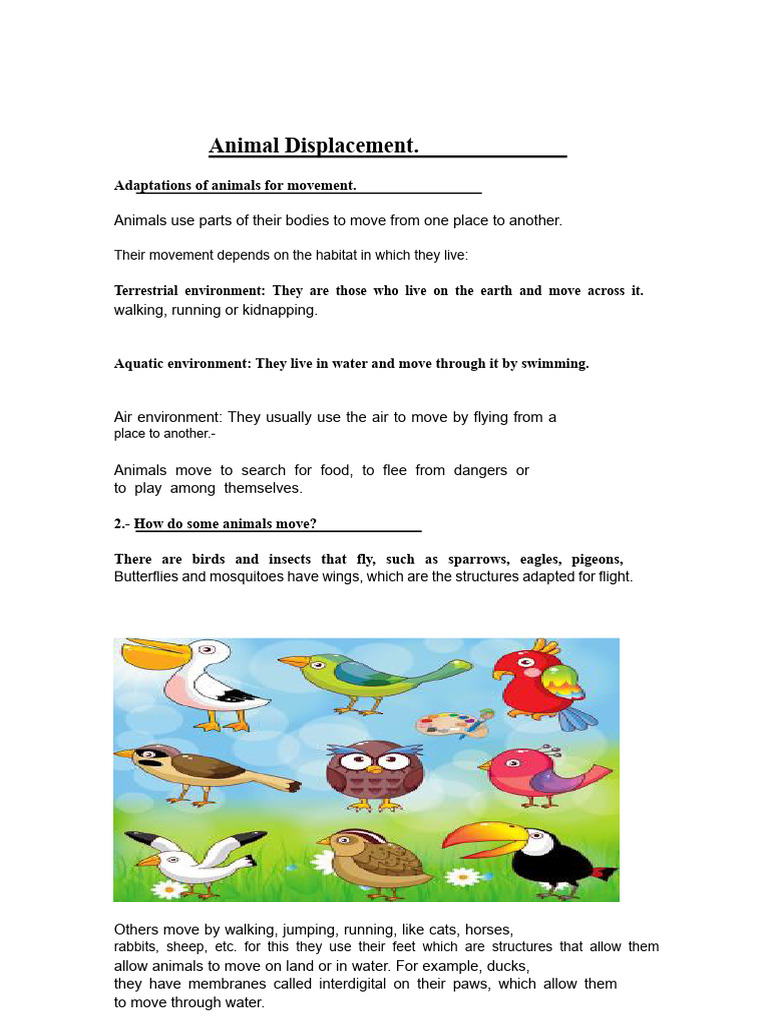 Animal Movement and Adaptations | PDF | Feather | Birds