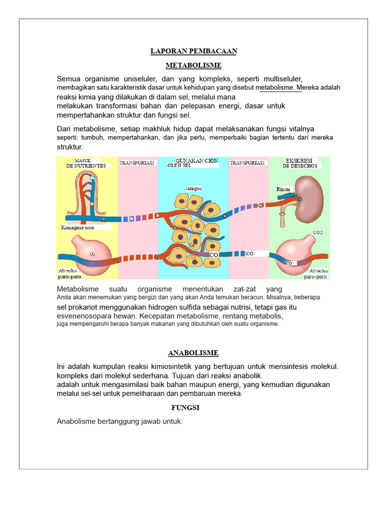 Metabolisme: Anabolisme dan Katabolisme | PDF