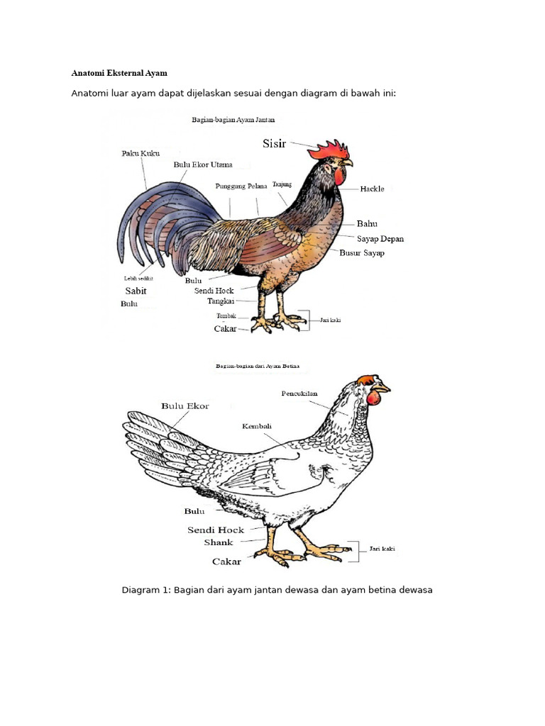 Anatomi Eksternal Ayam Dewasa | PDF