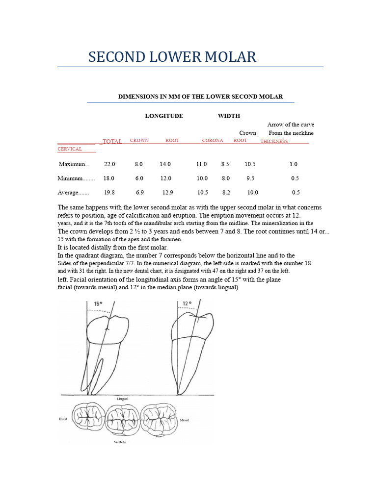 Anatomy of the Lower Second Molar | PDF | Dental Anatomy | Dentistry