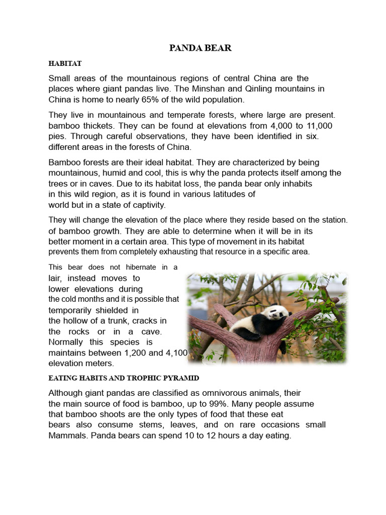2nd Grade Panda Habitat Overview | PDF | Giant Panda | Bears