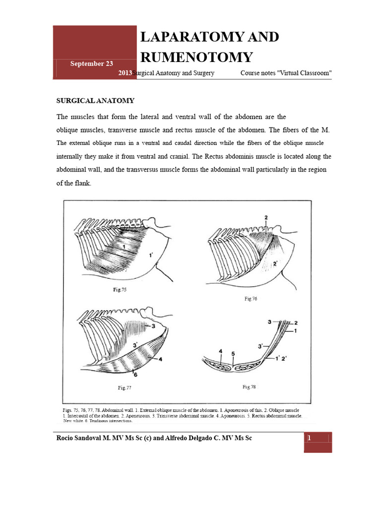 Laparotomy and Rumenotomy Techniques | PDF | Abdomen | Vertebra