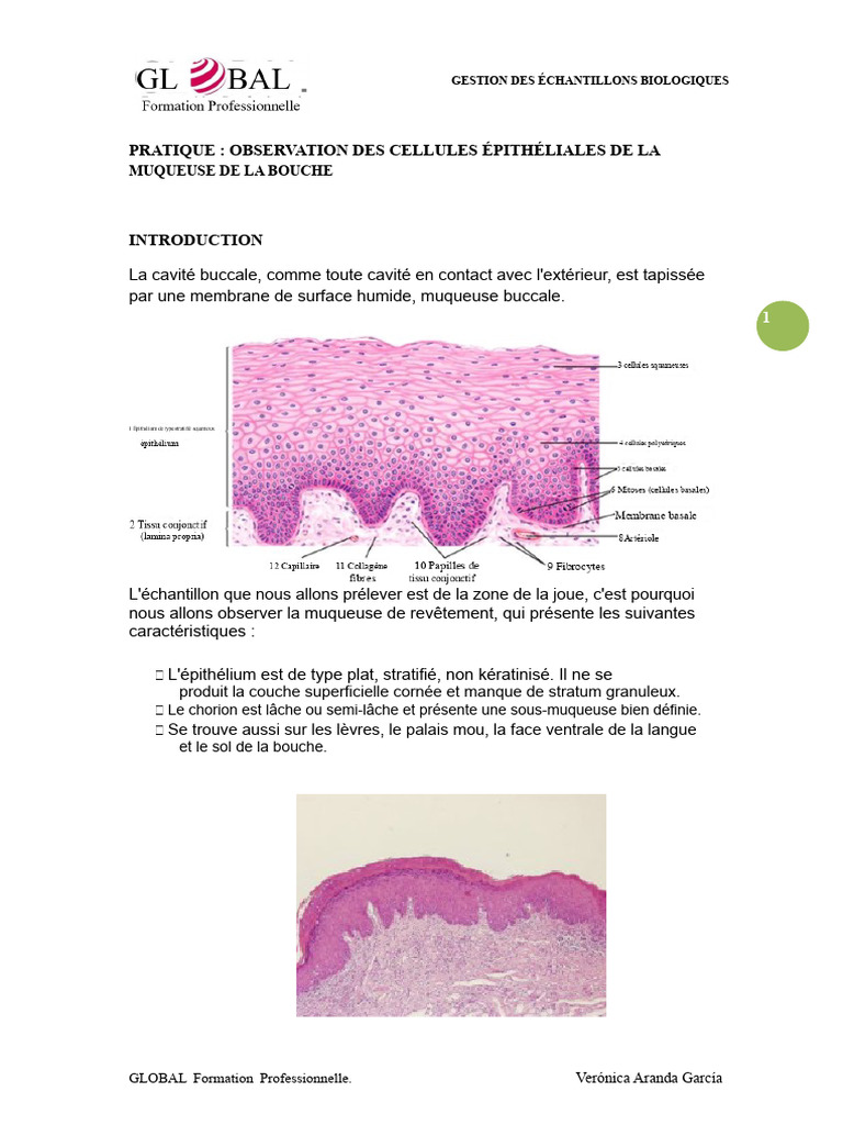 Observation des cellules épithéliales buccales | PDF
