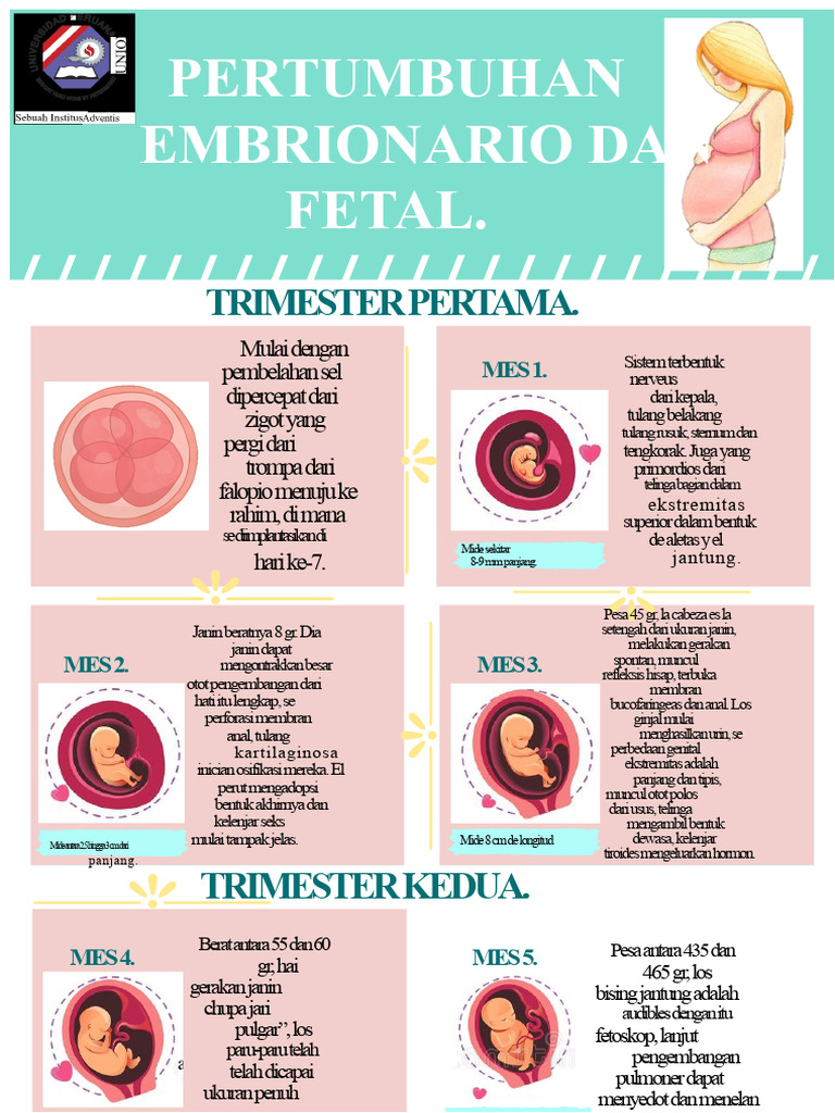 Infografi Embrik Dan Fetal | PDF