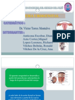 Sistema Urogenital Final