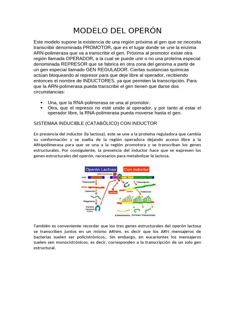 Modelo Del Operón | PDF | Operón | Represor