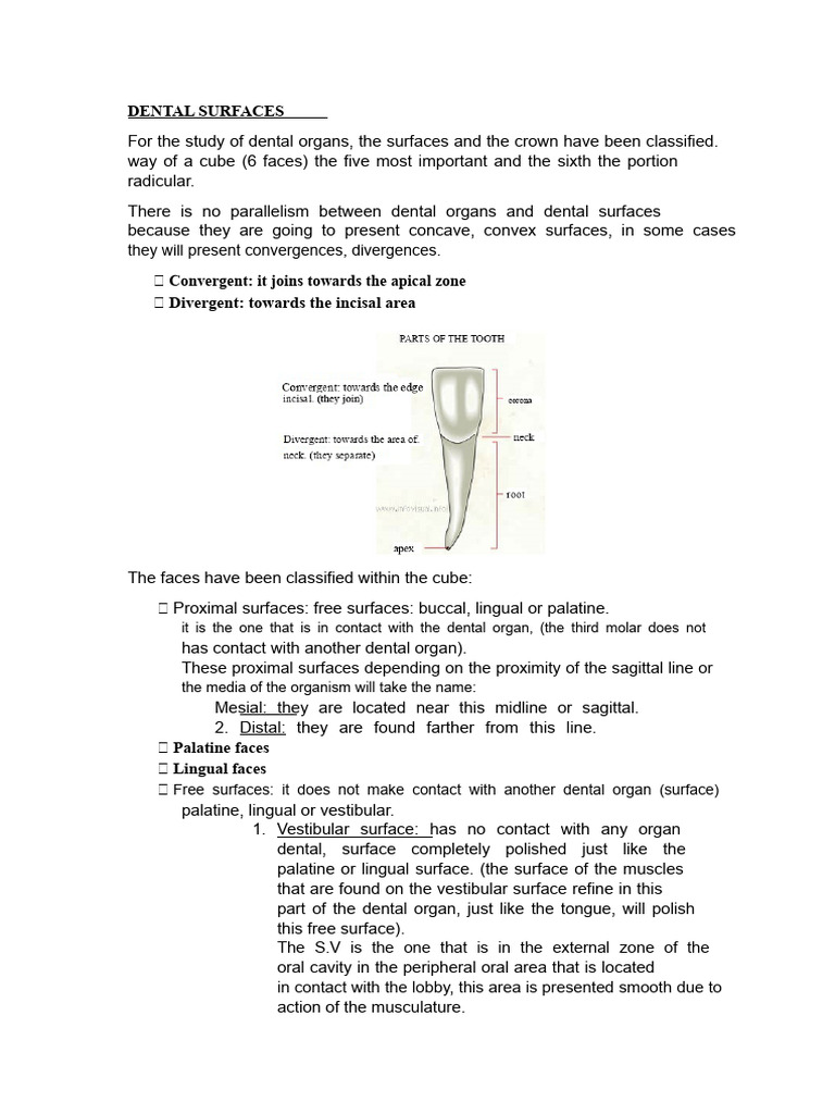 Surfaces of Teeth Explained | PDF | Dental Anatomy | Tooth