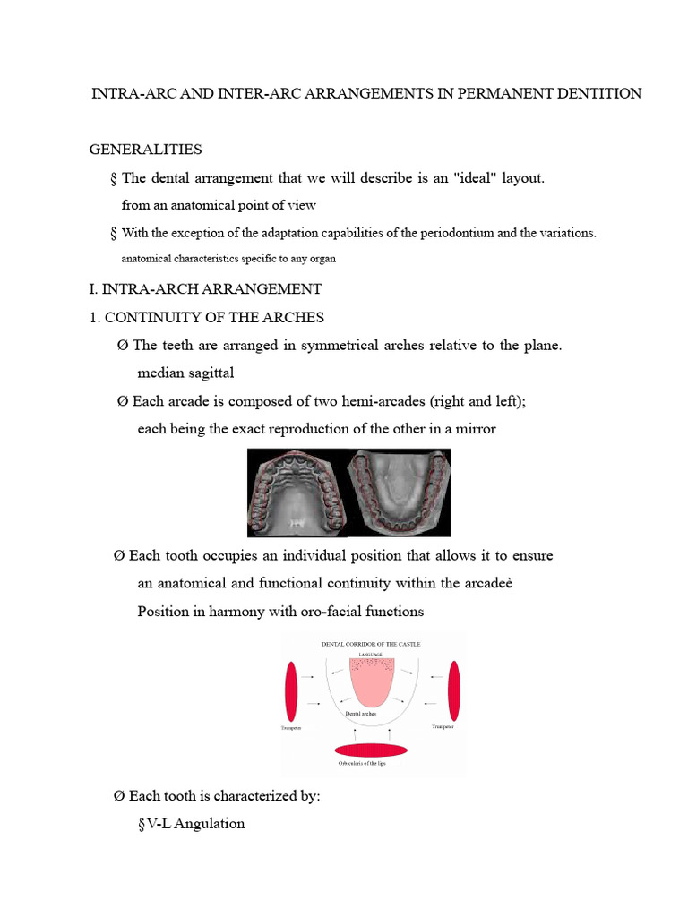 Intra-Arc and Inter-Arc Dental Arrangements | PDF | Dental Anatomy | Tooth