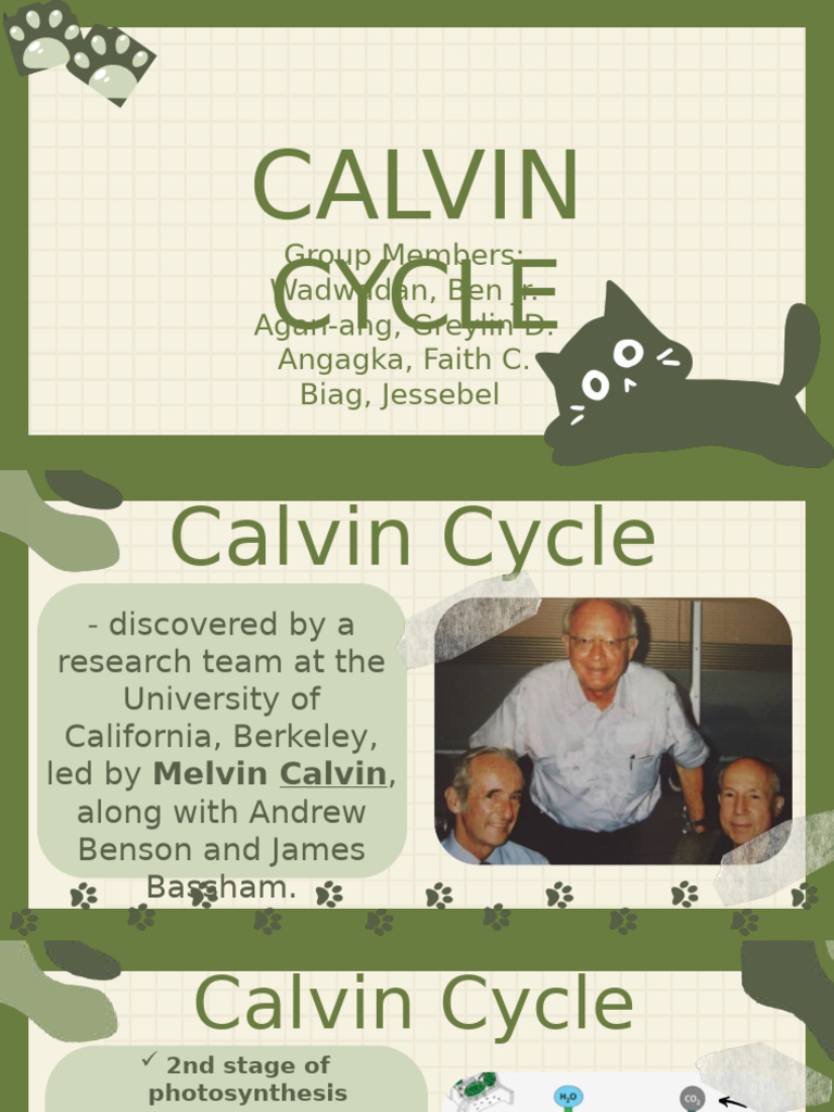 Understanding the Calvin Cycle Process | PDF
