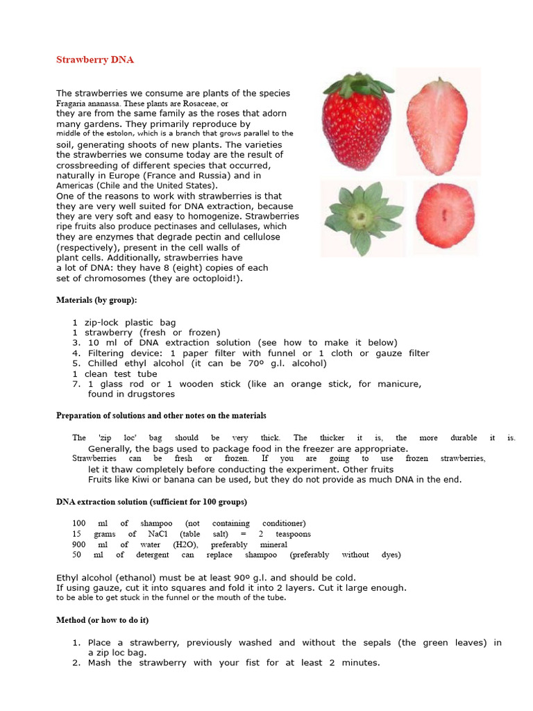 Strawberry DNA Extraction Guide | PDF | Ethanol | Solubility