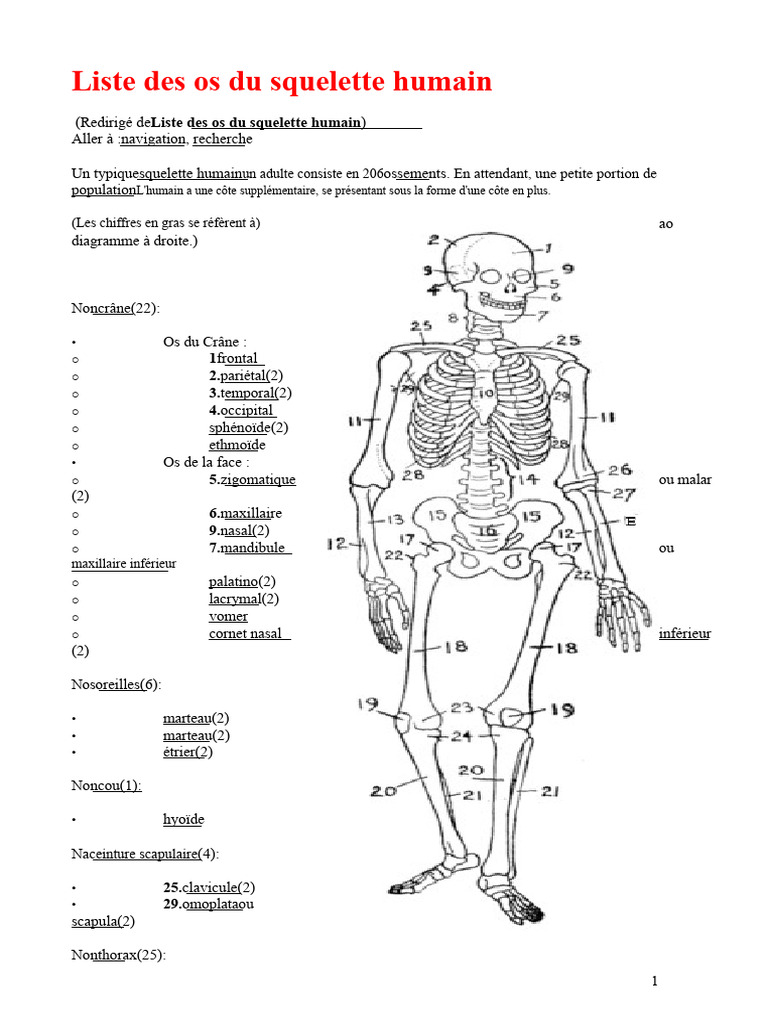 Liste des os du squelette humain | PDF | Vertèbre | Anatomie des primates