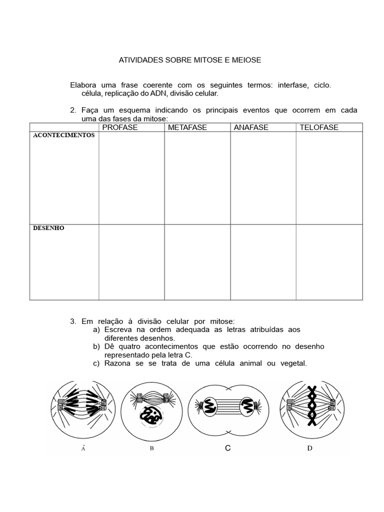 Atividades de Mitose e Meiose | PDF