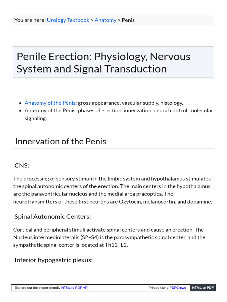 Anatomy and Erection of the Penis | PDF | Autonomic Nervous System | Nerve