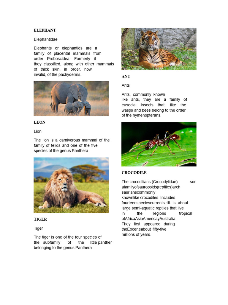Overview of Various Animal Species | PDF | Bears | Jaguar