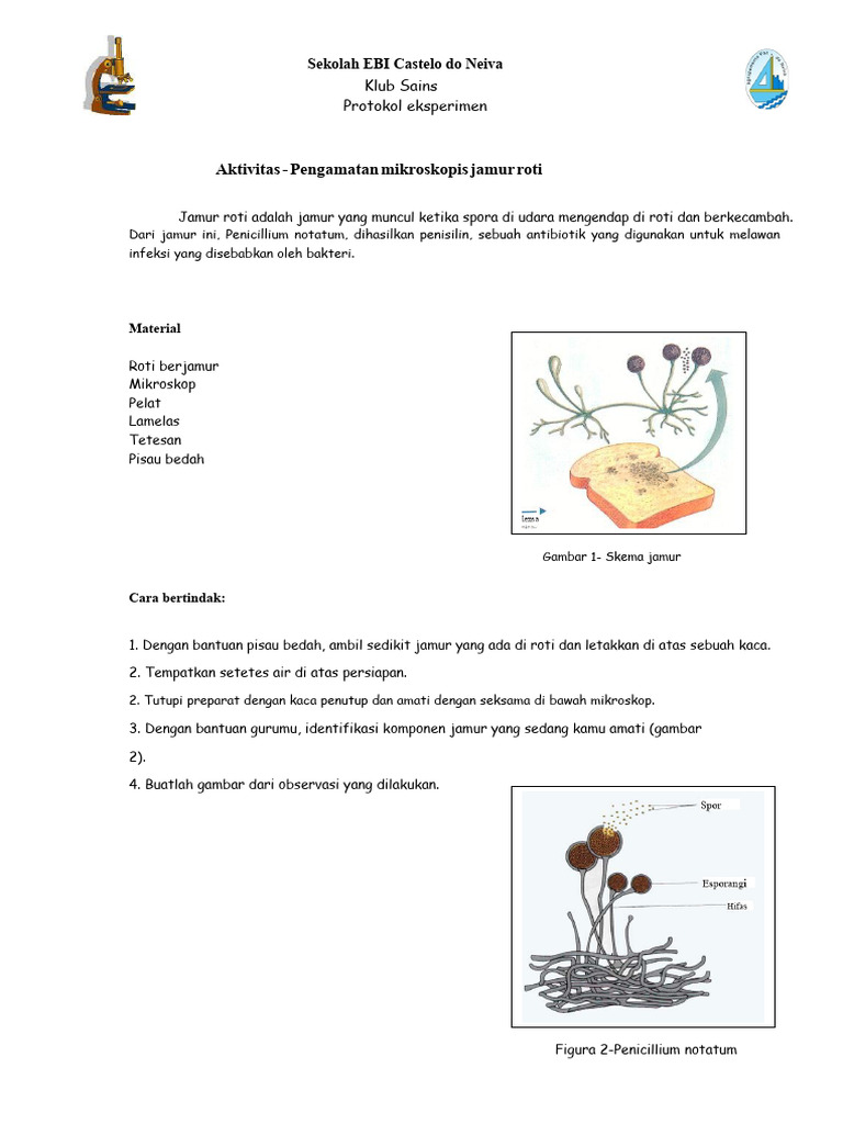 Protokol Pengamatan Mikroskopis Jamur Roti | PDF