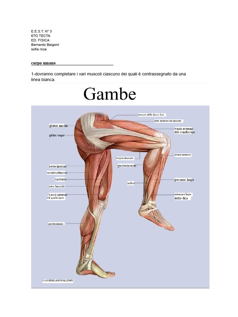 Ed. Fisica TP - Corpo Umano - Muscoli Della Gamba | PDF