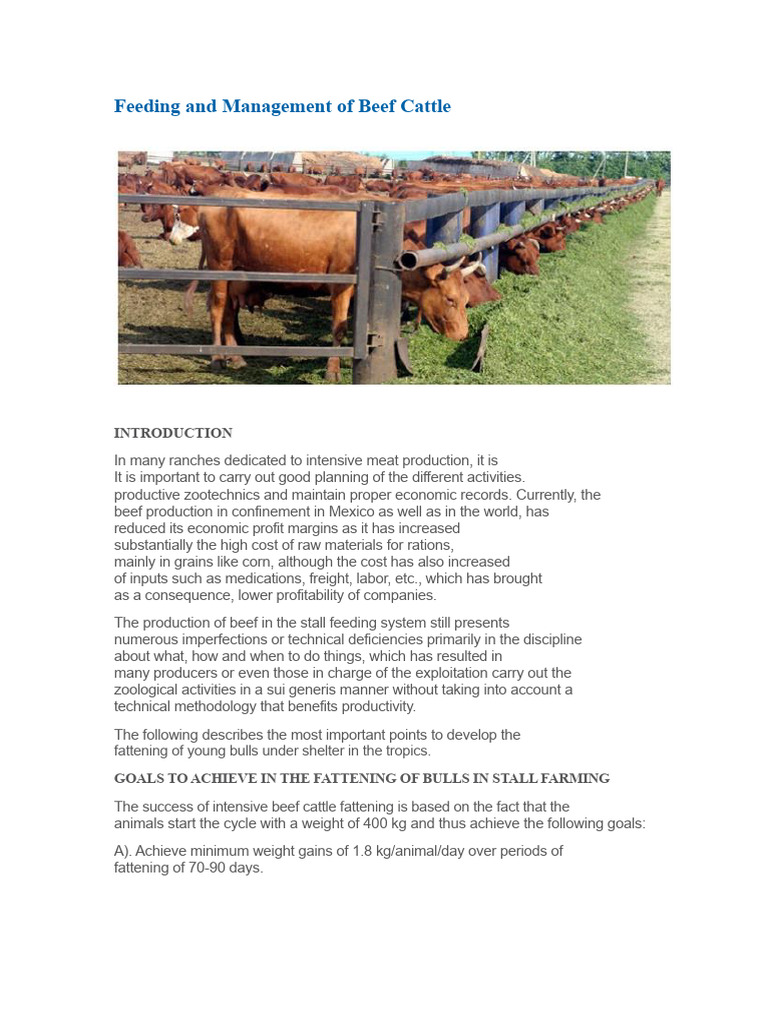 Beef Cattle Feeding and Management Guide | PDF | Cattle | Hay