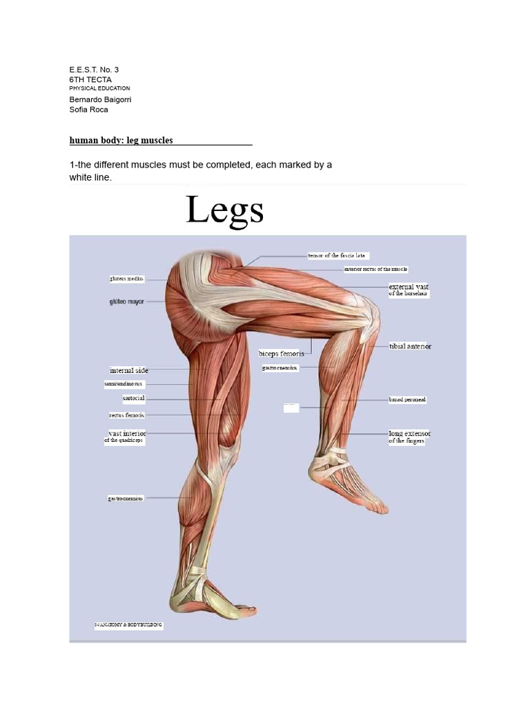 Leg Muscles and Exercises Guide | PDF | Human Leg | Pelvis