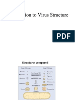 Virus Structure New