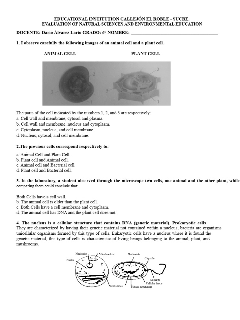 Cell Structure Quiz for 6th Grade | PDF | Cell (Biology) | Organelle