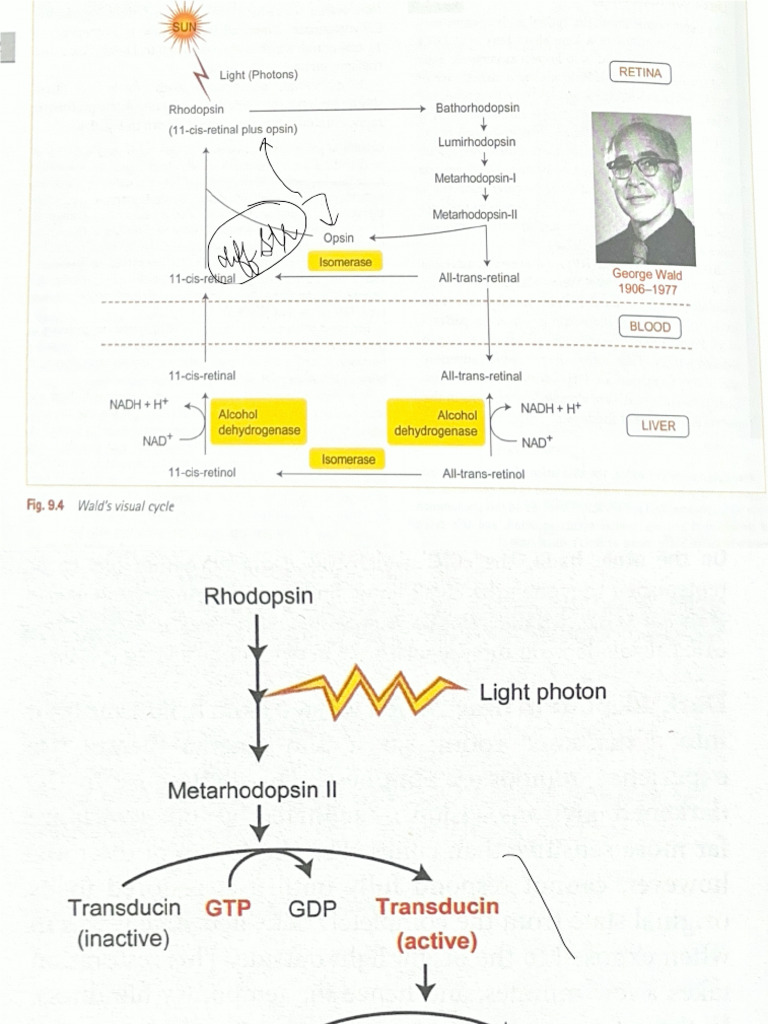 Light (Photons) | PDF