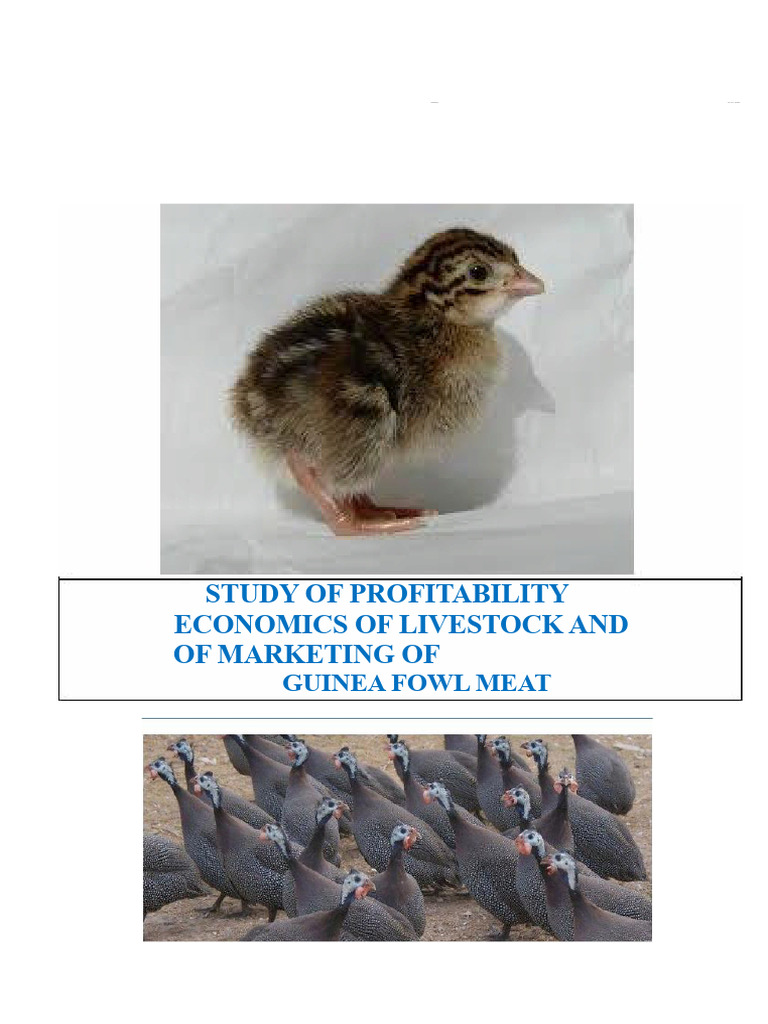 Guinea Fowl Meat Profitability Study | PDF | Meat | Agriculture