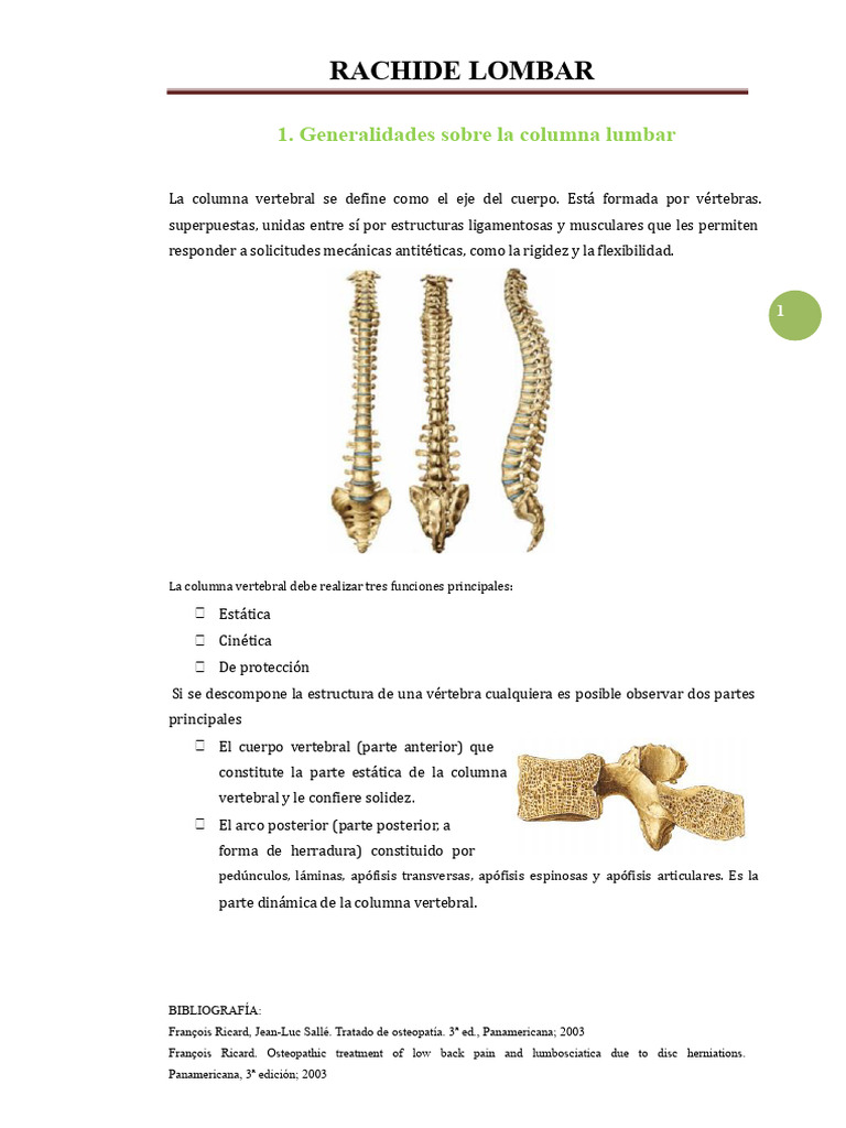 Estructura y Función de la Columna Lumbar | PDF | Vértebra | Anatomía ...