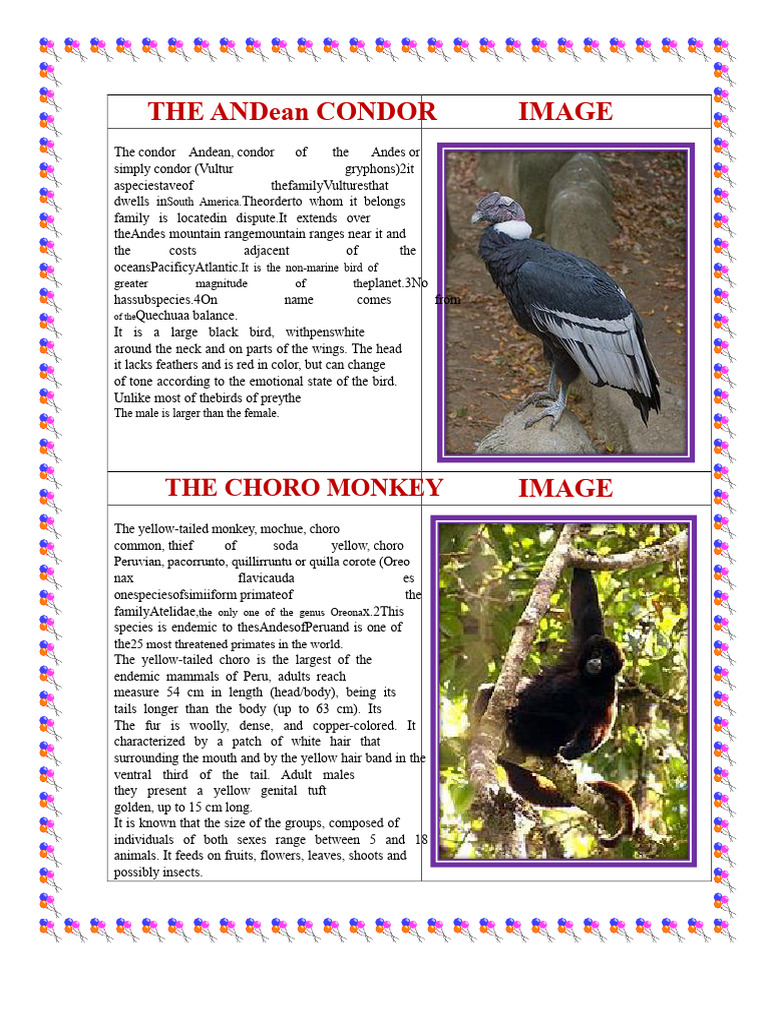 The Andean Condor | PDF | Birds | Zoology