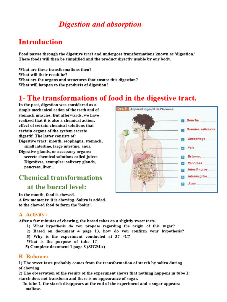 Digestion and Absorption | PDF | Digestion | Small Intestine
