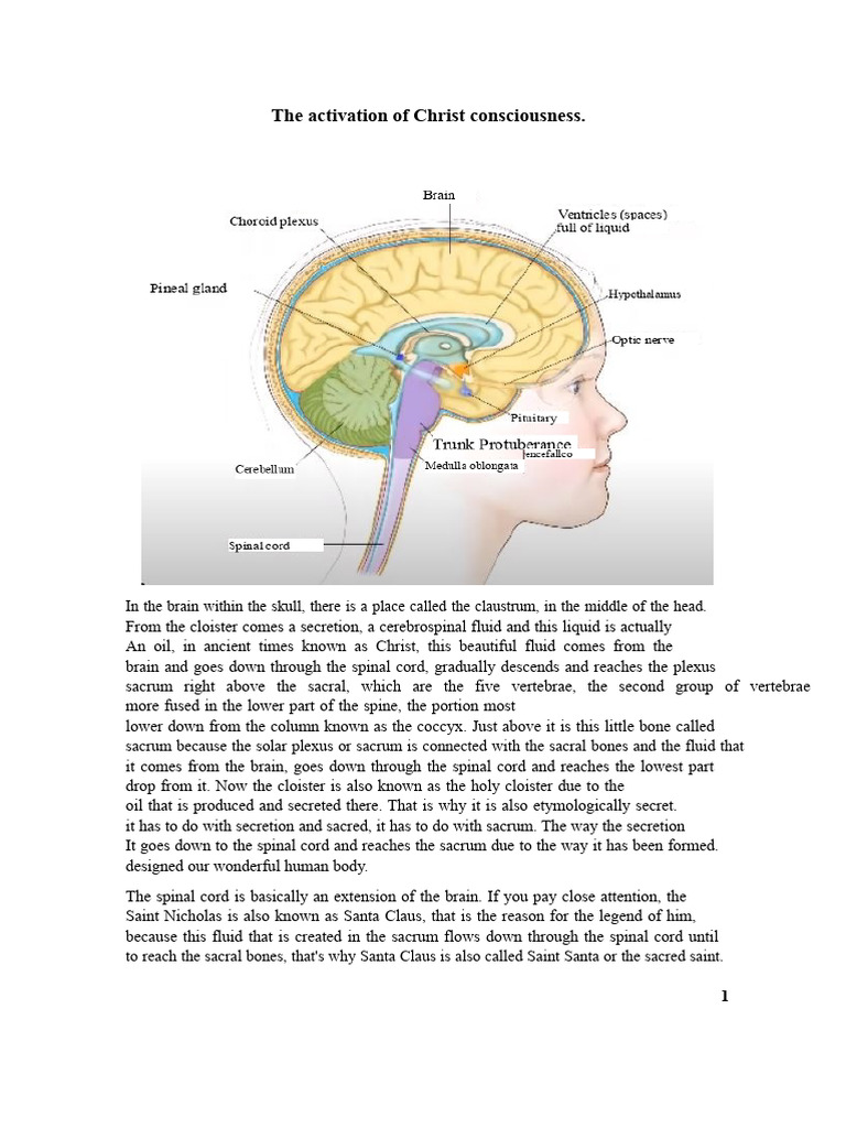 Activating Christ Consciousness in the Brain | PDF | Spinal Cord