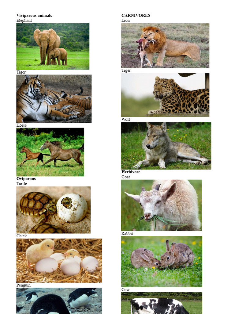 Viviparous Animals | PDF