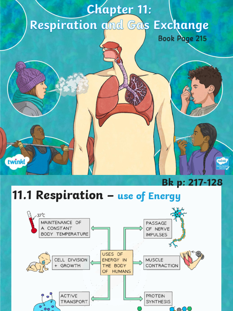 Human Respiration and Gas Exchange Explained | PDF | Respiratory System ...